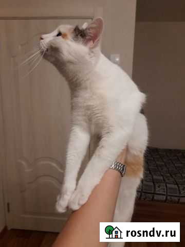 Кошка Казань - изображение 1