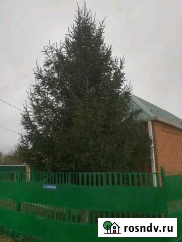 Ель Усть-Лабинск - изображение 1