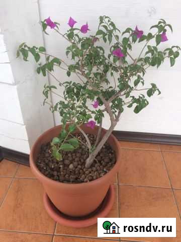 Бугенвиллия взрослая New violete Иркутск - изображение 1