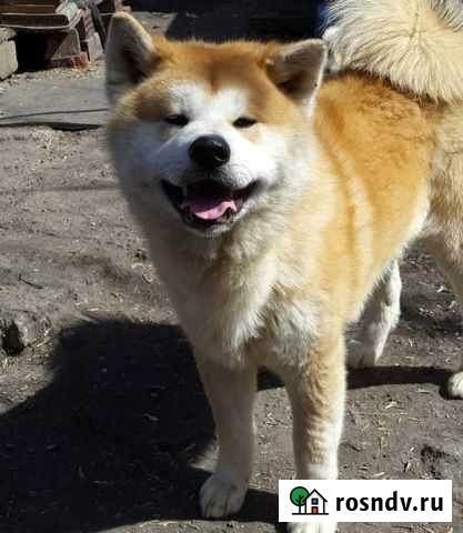 Акита,шпиц, пти барбосон Челябинск - изображение 1