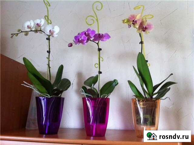 Кашпо для орхидеи Смоленск - изображение 1