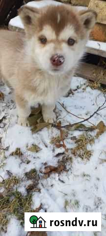 Щенки сибирской хаски Петропавловск-Камчатский - изображение 1