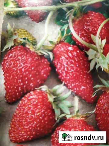 Земляника куст., клубника ампельная, декабрист Ярославль - изображение 1