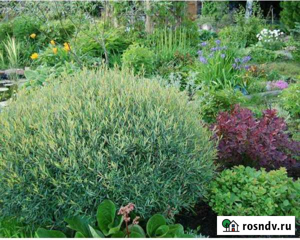 Кустовая ивушка Самара - изображение 1