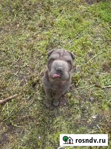 Шарпей вязка Железногорск - изображение 1