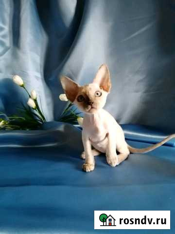 Конфетка с глазками Кемерово - изображение 1