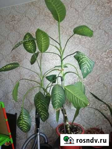 Диффенбахия Псков - изображение 1