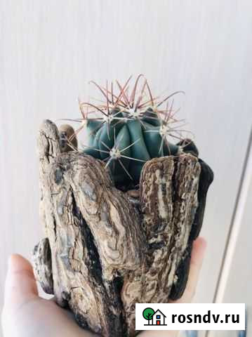 Суккулент в декоративном кашпо Севастополь - изображение 1