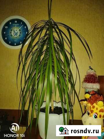 Драцена Кемерово - изображение 1