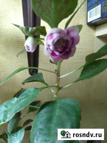 Бальзамины сортовые Пермь - изображение 1