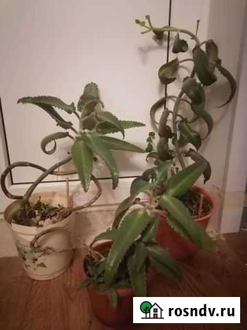 Каланхоэ комнатные растения Волгоград - изображение 1