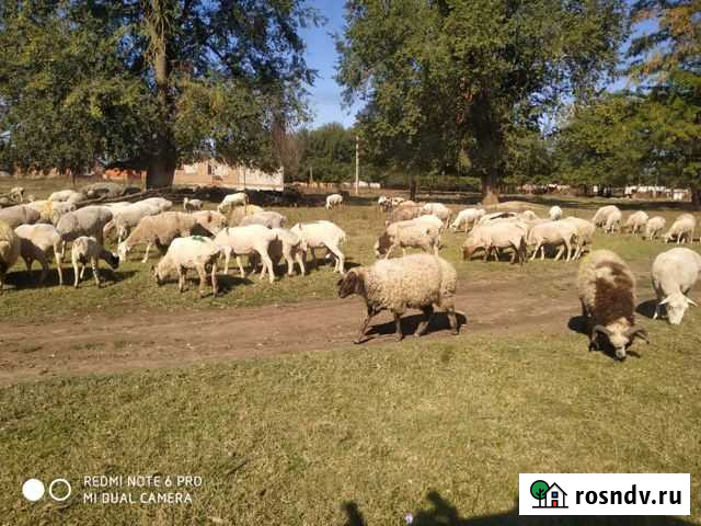 Овцы бараны Грозный - изображение 1