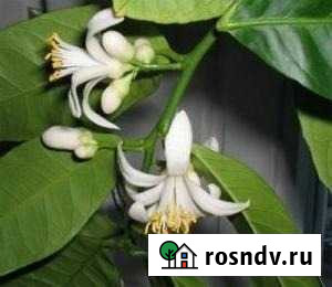 Лимоны Пандероза комнатные крупноплодные Елец - изображение 1