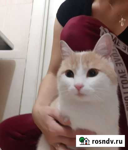 Рыжий котик в добрые руки Волжский - изображение 1