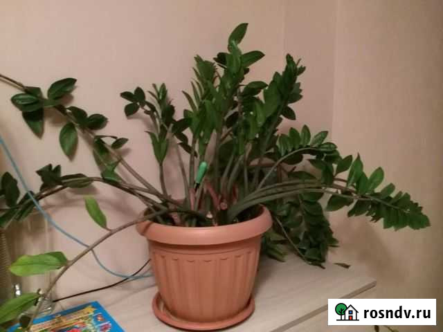 Замиокулькас Оренбург - изображение 1