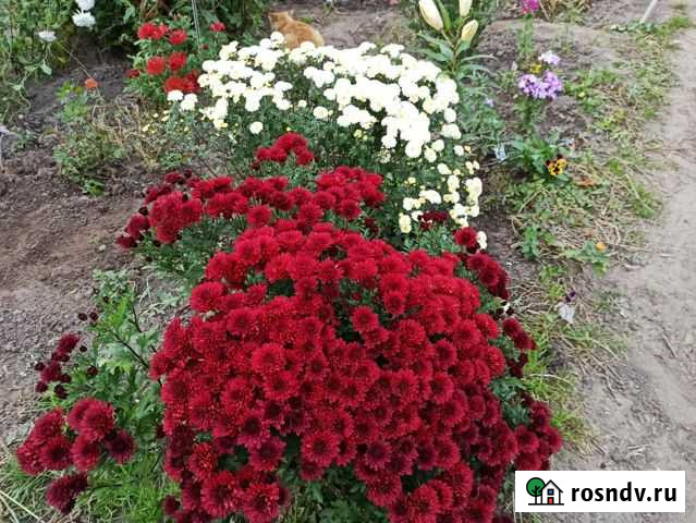 Продаю черенки укорененые Владимир - изображение 1