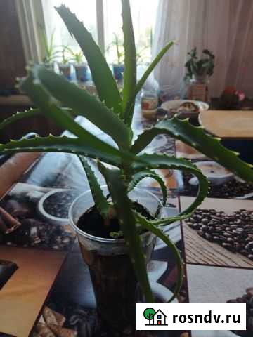 Алоэ Россошь - изображение 1