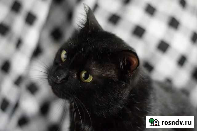 Кот Йошкар-Ола - изображение 1