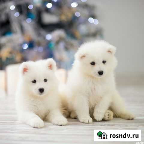 Самоедская лайка щенки Уфа - изображение 1