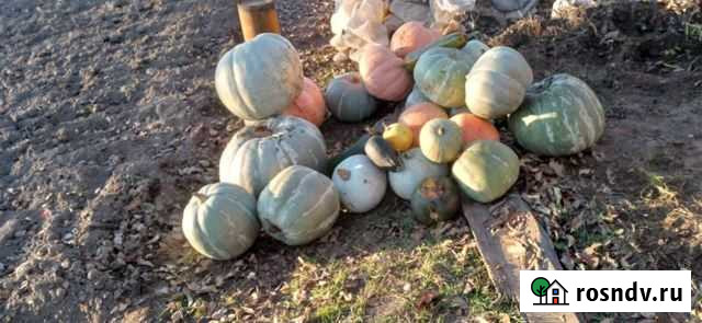 Продам тыкву Рязань - изображение 1