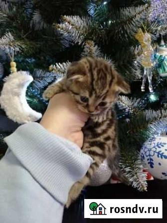 Шотландские котята Нижний Новгород - изображение 1