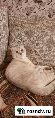 Шотландский кот вязка Липецк - изображение 1