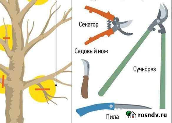 Обрезка деревьев и кустарников. Садовник Екатеринбург - изображение 1
