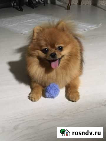 Померанский шпиц вязка Киров - изображение 1