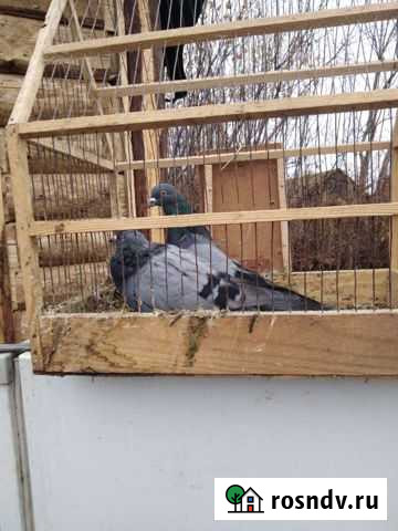 Голубь Кирсанов - изображение 1