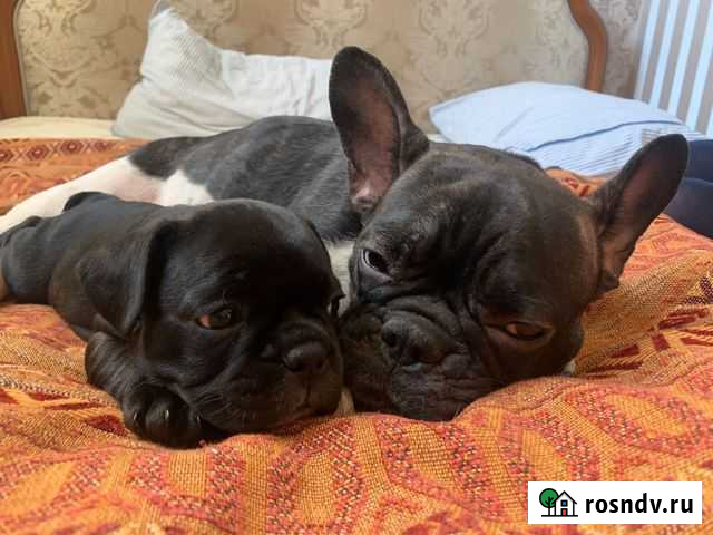 Французский бульдог Красногорск - изображение 1