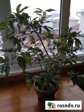 Китайская роза. Замиокулькас и другие цветы Воронеж - изображение 1