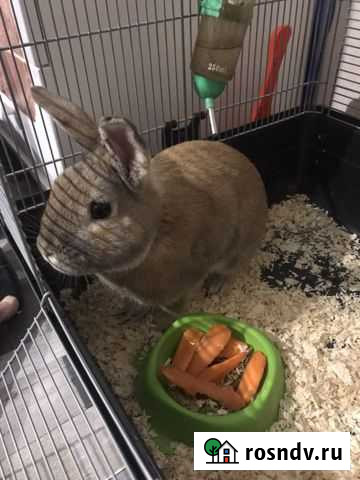 Декоративные кролики Тихорецк - изображение 1