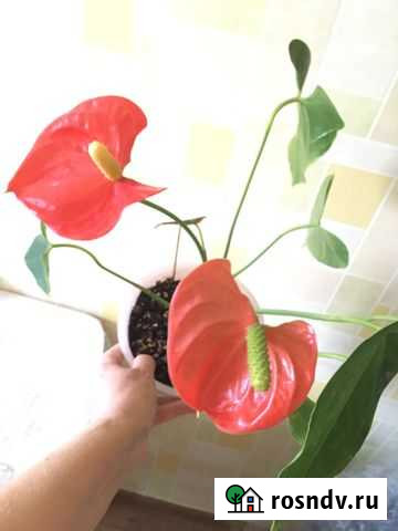 Комнатные цветы Боровичи - изображение 1