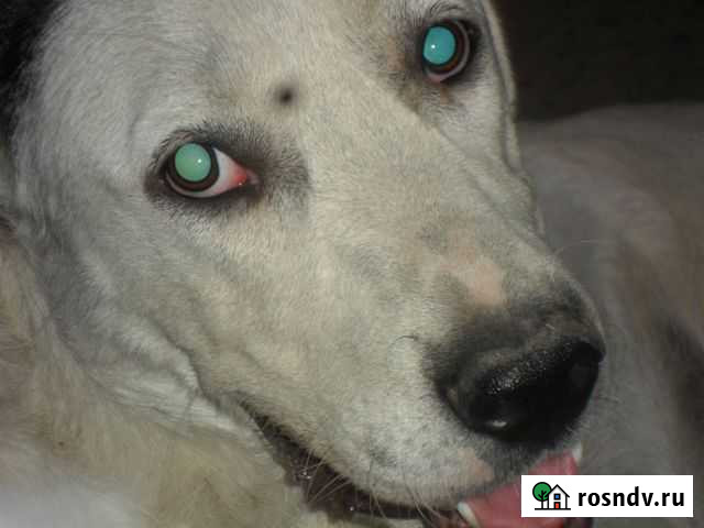 Взрослая собака Сторож Ростов-на-Дону - изображение 1