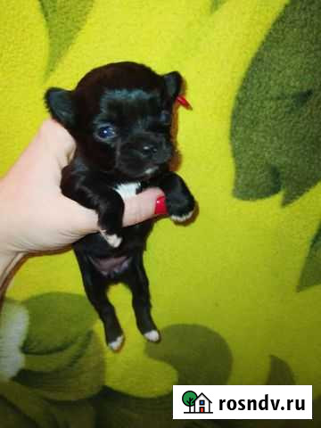 Чихуа малыши щенки Подгородняя Покровка - изображение 1