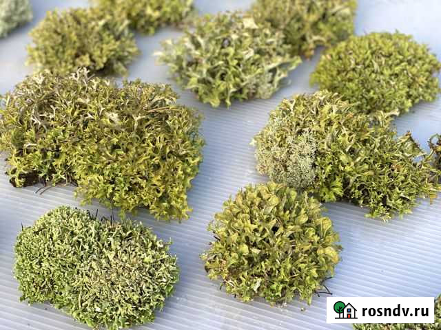 Цетрария - исландский мох Дзержинск - изображение 1