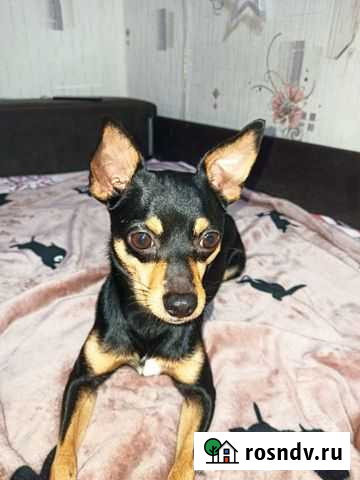 Русский той-терьер вязка Белогорск - изображение 1