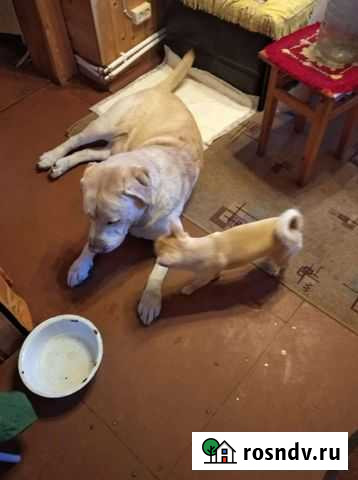 Собаки бесплатно в добрые руки Санкт-Петербург - изображение 1