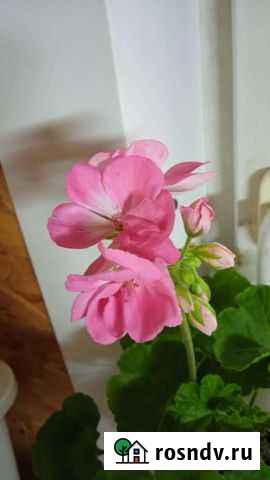 Пеларгония герань Малоярославец - изображение 1