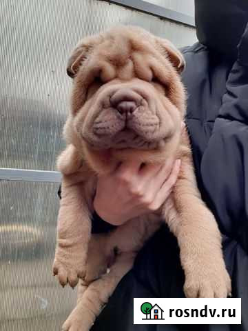 Шарпей Брюховецкая - изображение 1