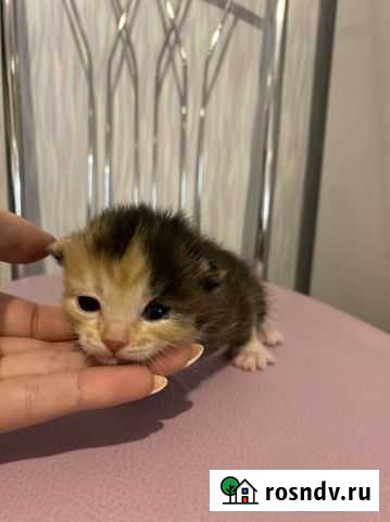 Кошка Березники - изображение 1