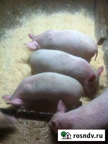 Частное подворье Шахунья - изображение 1