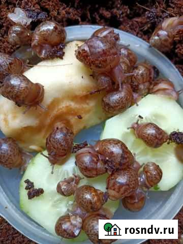 Улитята Ахатины Липецк - изображение 1