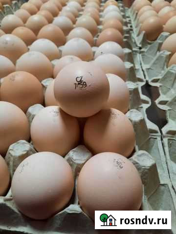 Инкубационное яйцо бройлера кобб 500 Шуя - изображение 1