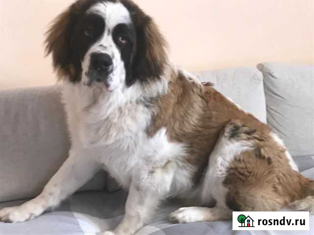 Московская сторожевая вязка Кстово - изображение 1