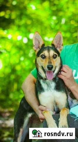 Надюша хочет домой. Приют зоощит Череповец - изображение 1