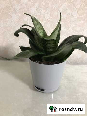 Сансевиерия, цветок, комнатное растение Пермь - изображение 1