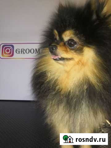 Шпиц Комсомольск-на-Амуре - изображение 1