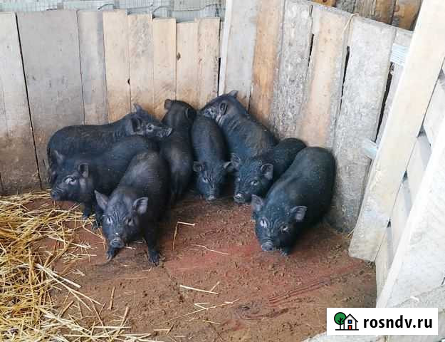 Вьетнамские поросята Бокино - изображение 1