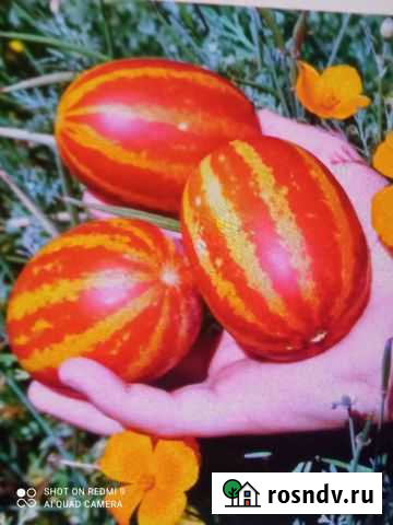 Дыня вьетнамская Саранск - изображение 1